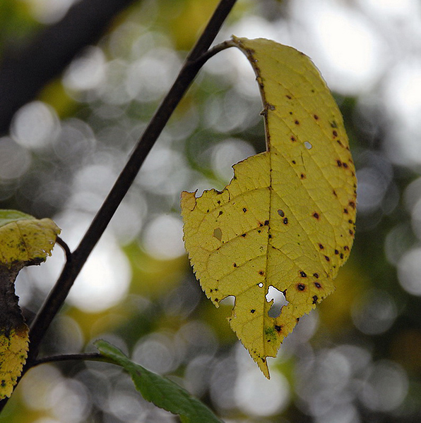 Blatt_DDD4621_Bildgröße ändern.jpg